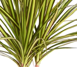 Dehner Drachenbaum - Dracaena marginata 'Sunray' New