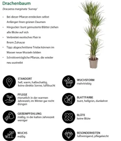 Dehner Drachenbaum - Dracaena marginata 'Sunray'