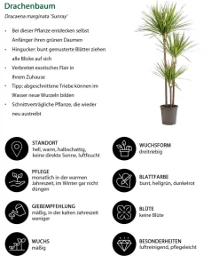 Dehner Drachenbaum & Yucca|Zimmerpalmen - Drachenbaum - Dracaena marginata 'Sunray'