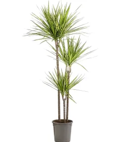 Dehner Drachenbaum & Yucca|Zimmerpalmen - Drachenbaum - Dracaena marginata 'Sunray'