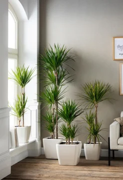 Dehner Drachenbaum & Yucca|Zimmerpalmen - Drachenbaum - Dracaena marginata 'Sunray'