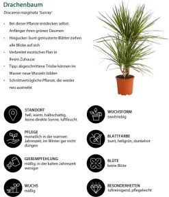 Dehner Drachenbaum & Yucca|Zimmerpalmen - Drachenbaum - Dracaena marginata 'Sunray'
