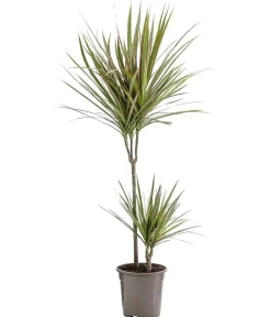 Dehner Drachenbaum & Yucca|Zimmerpalmen - Drachenbaum - Dracaena marginata 'Bicolor'