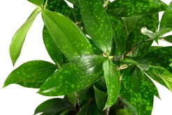 Dehner Drachenbaum - Dracaena surculosa, Hydrokultur