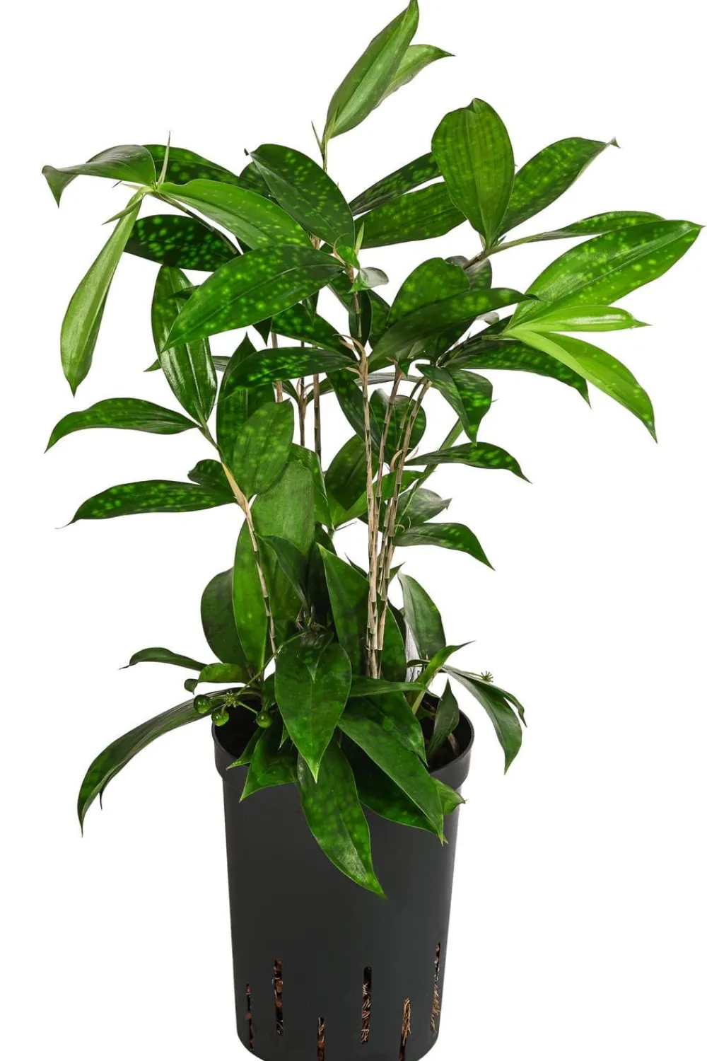 Dehner Drachenbaum - Dracaena surculosa, Hydrokultur