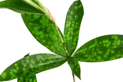 Dehner Drachenbaum & Yucca|Hydropflanzen - Drachenbaum - Dracaena surculosa, Hydrokultur