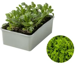 Dehner Kohl- & Salatpflanzen > Drachenzungenrucola, 6er Schale