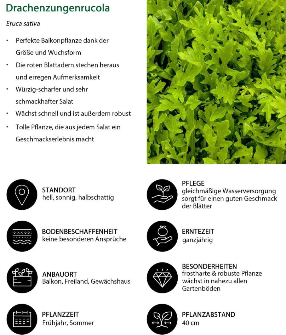 Dehner Kohl- & Salatpflanzen > Drachenzungenrucola, 6er Schale