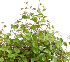 Dehner Grabschmuck & Grabgestaltung|Grünpflanzen > Drahtstrauch - Muehlenbeckia complexa