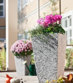 Dehner Drahtstrauch - Muehlenbeckia complexa Grün Clearance