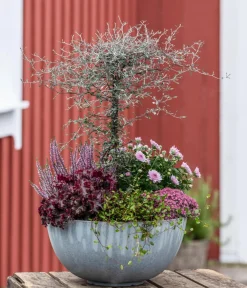 Dehner Drahtstrauch - Muehlenbeckia complexa Grün Clearance