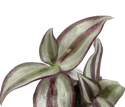 Dehner Dreimasterblume - Tradescantia 'Purple Passion'