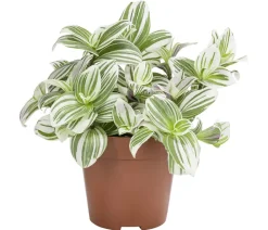 Dehner Grünpflanzen > Dreimasterblume - Tradescantia zebrina 'Brightness'