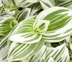 Dehner Grünpflanzen > Dreimasterblume - Tradescantia zebrina 'Brightness'