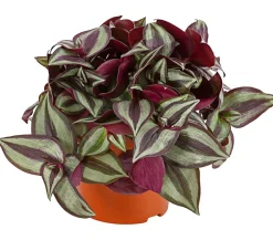 Dehner Hängepflanzen|Grünpflanzen > Dreimasterblume - Tradescantia zebrina 'Pink Joy'