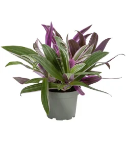 Dehner Dreimasterblume - Tradescantia 'Spathacea' Online