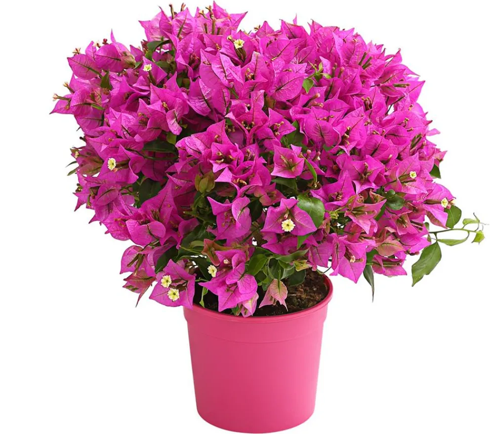 Dehner Terrassenpflanzen > Drillingsblume, Busch