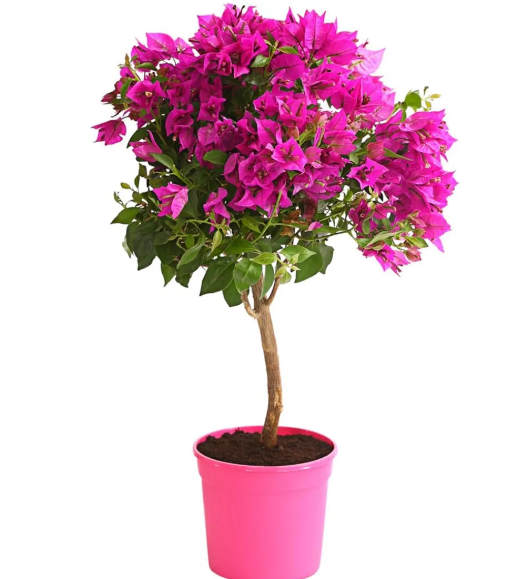 Dehner Drillingsblume, Ministamm Pink
