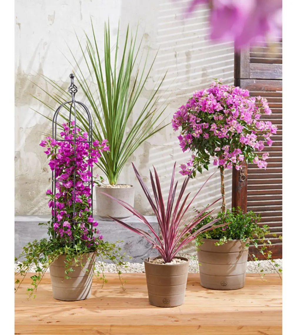 Dehner Drillingsblume, Ministamm Pink