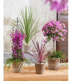 Dehner Terrassenpflanzen - Drillingsblume, Ministamm Pink