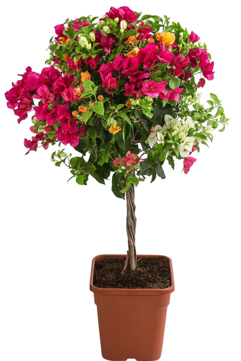 Dehner Terrassenpflanzen - Drillingsblumen-Trio, Stämmchen