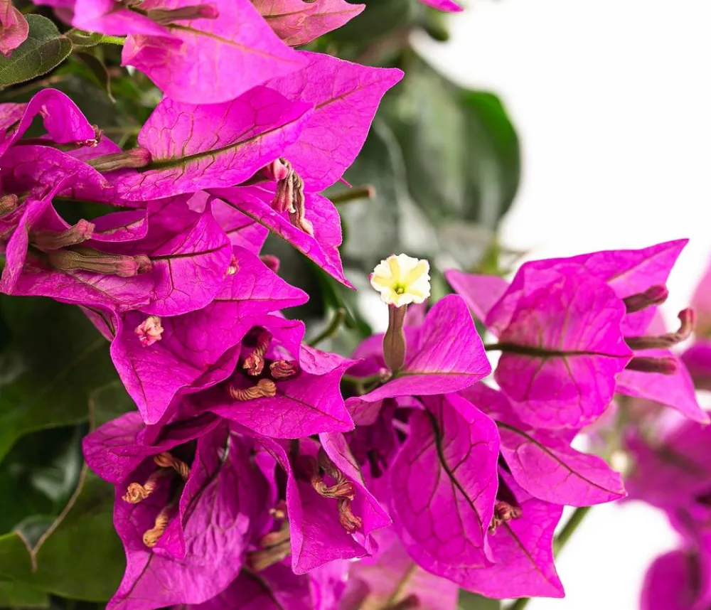 Dehner Drillingsblume, Pyramide/Spalier Pink Sale