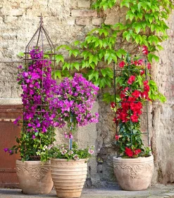 Dehner Drillingsblume, Pyramide/Spalier Pink Sale