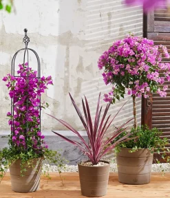 Dehner Terrassenpflanzen - Drillingsblume, Pyramide/Spalier Pink