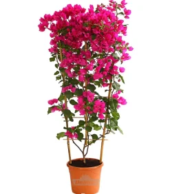 Dehner Terrassenpflanzen - Drillingsblume 'Renate', Spalier Pink