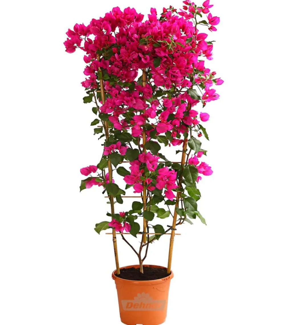 Dehner Terrassenpflanzen - Drillingsblume 'Renate', Spalier Pink