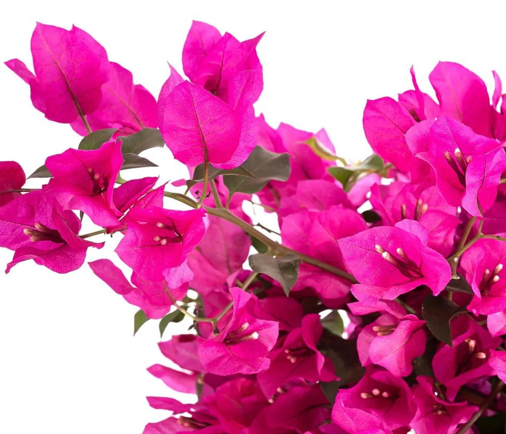 Dehner Terrassenpflanzen - Drillingsblume 'Renate', Spalier Pink