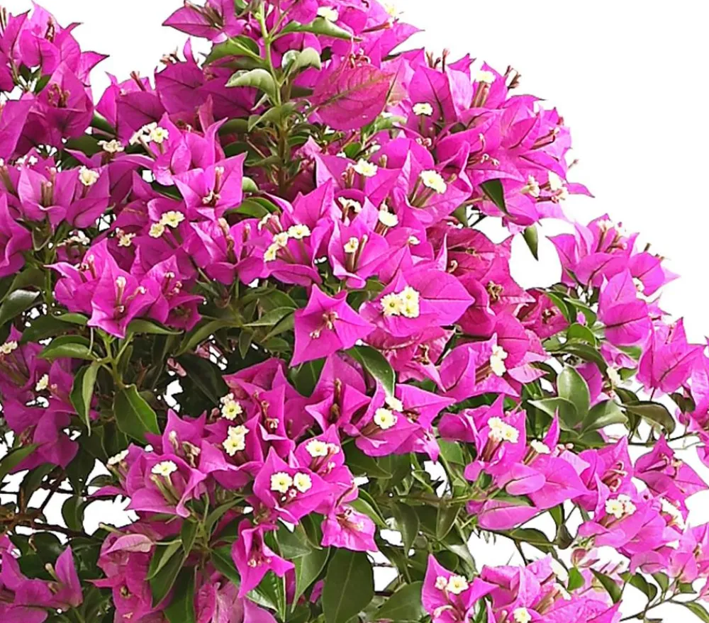 Dehner Terrassenpflanzen > Drillingsblume, Stämmchen