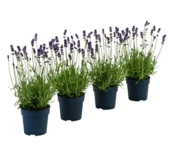 Dehner Lavendel|Gräser- & Stauden-Sets > Duft- 'Felice', 4er-Set