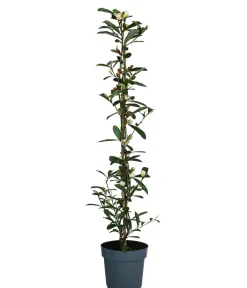 Dehner Duft-Magnolie 'Vanilla Pearls' Weiß New