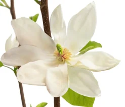Dehner Duft-Magnolie 'Yellow Bird' Gelb Clearance