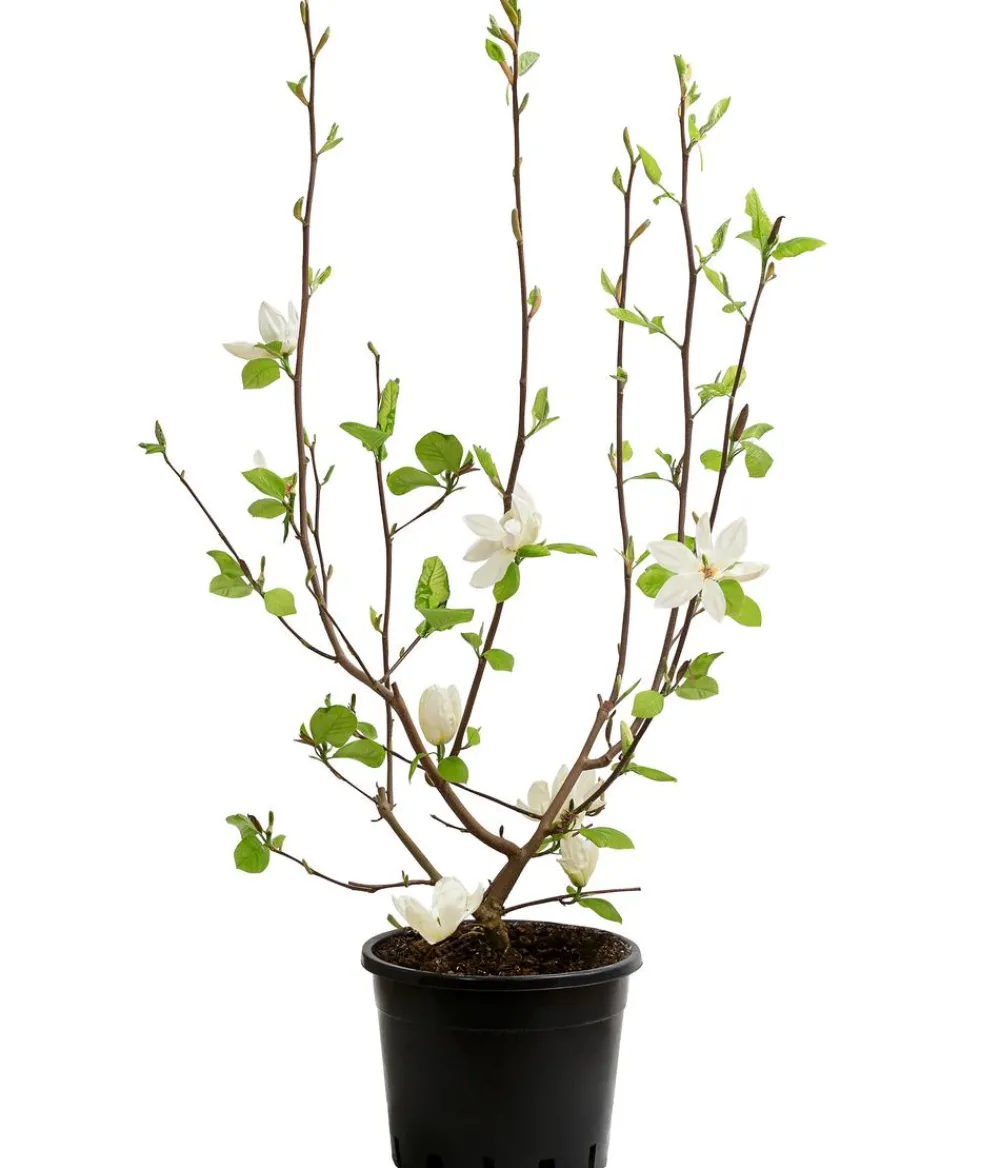 Dehner Duft-Magnolie 'Yellow Bird' Gelb Clearance