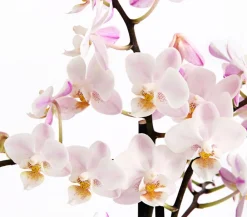Dehner Orchideen > Duft-Orchidee - Phalaenopsis-Hybride 'Flacon Solaire'
