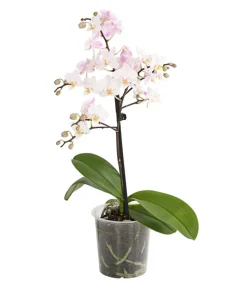 Dehner Orchideen > Duft-Orchidee - Phalaenopsis-Hybride 'Flacon Solaire'