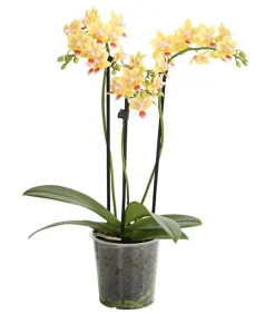 Dehner Orchideen > Duft-Orchidee - Phalaenopsis-Hybride 'Flacon Solaire'