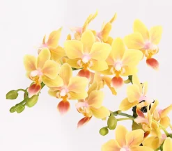 Dehner Orchideen > Duft-Orchidee - Phalaenopsis-Hybride 'Flacon Solaire'