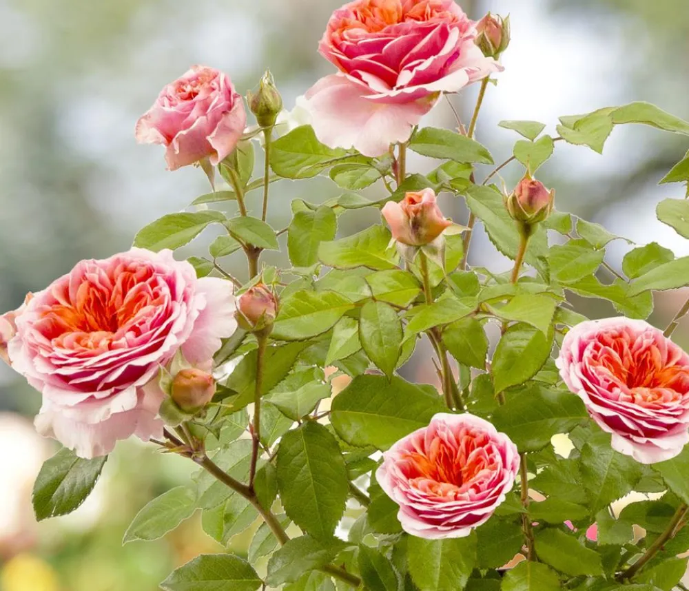 Dehner Winterharte Kübelpflanzen|Rosen - Duftrosen, verschiedene Sorten