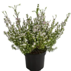 Dehner Duftsternchen - Boronia anemonifolia Rosa Sale