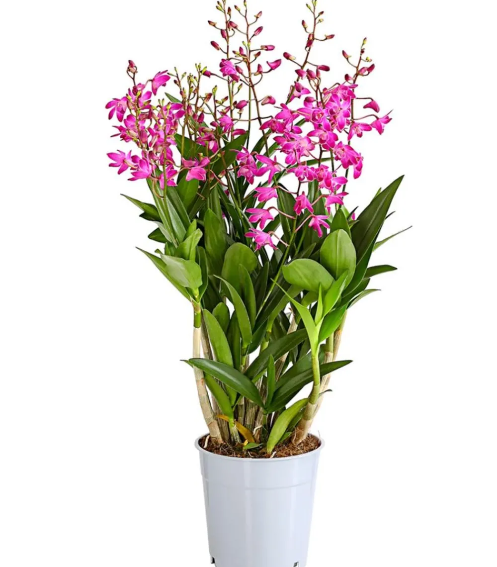 Dehner Orchideen > Duft-Traubenorchidee - Dendrobium kingianum 'Berry'