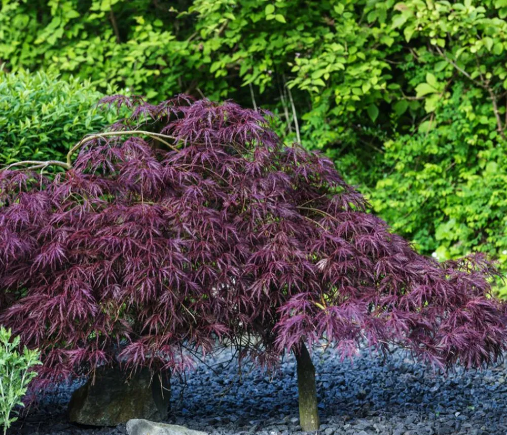 Dehner Laubgehölze > er Schlitz-Ahorn 'Dissectum Garnet'