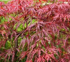 Dehner er Schlitz-Ahorn 'Dissectum Garnet' Dunkelrot Sale