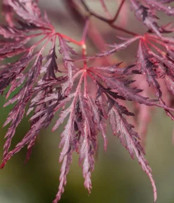 Dehner er Schlitz-Ahorn 'Dissectum Garnet' Dunkelrot Sale