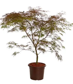 Dehner Laubgehölze - er Schlitz-Ahorn 'Dissectum Garnet' Dunkelrot