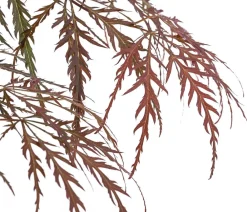 Dehner Laubgehölze - er Schlitz-Ahorn 'Dissectum Garnet', ca. 30-40 cm Dunkelrot