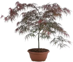 Dehner Laubgehölze - er Schlitz-Ahorn 'Dissectum Garnet', ca. 30-40 cm Dunkelrot