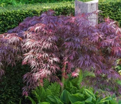 Dehner Laubgehölze - er Schlitz-Ahorn 'Dissectum Garnet', ca. 30-40 cm Dunkelrot